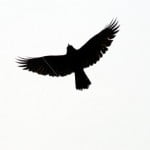 bird-silhouette-flying-219